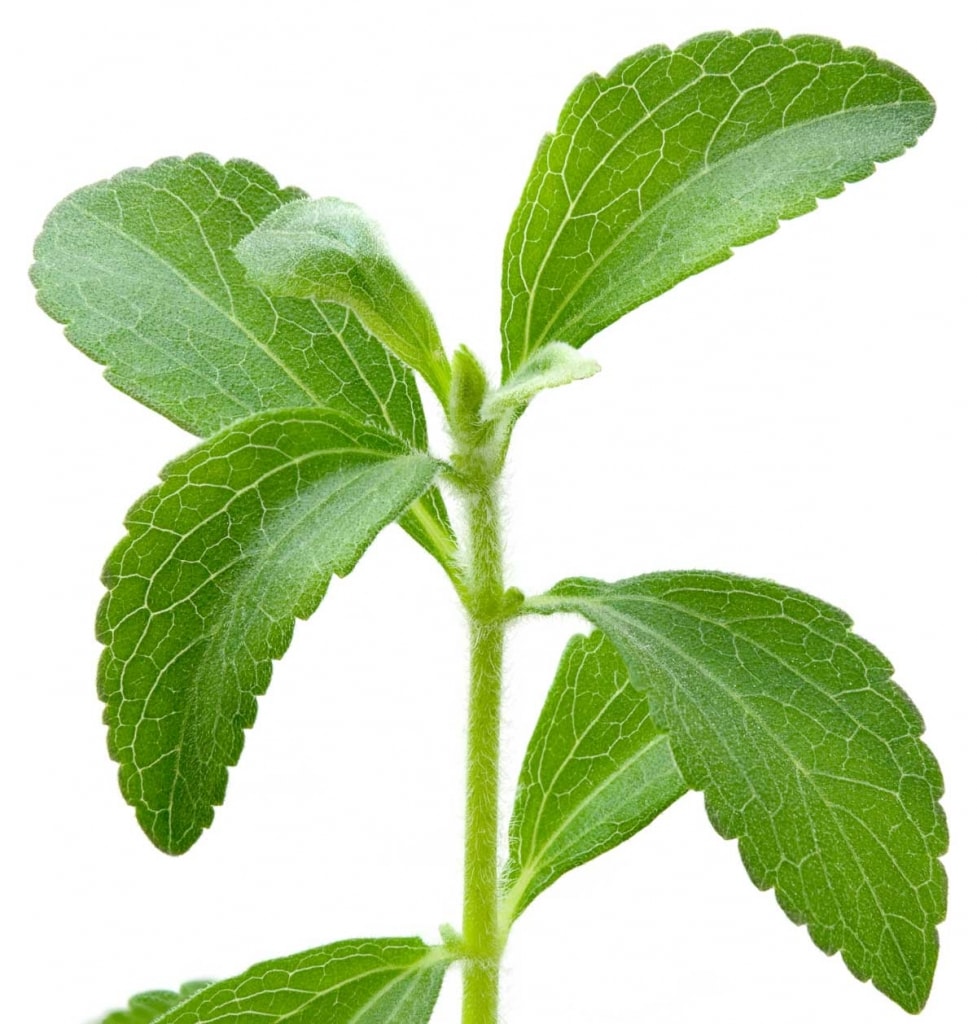 Stevia rebaudiana plant is a Healthy Alternatives to Sugar in coffee