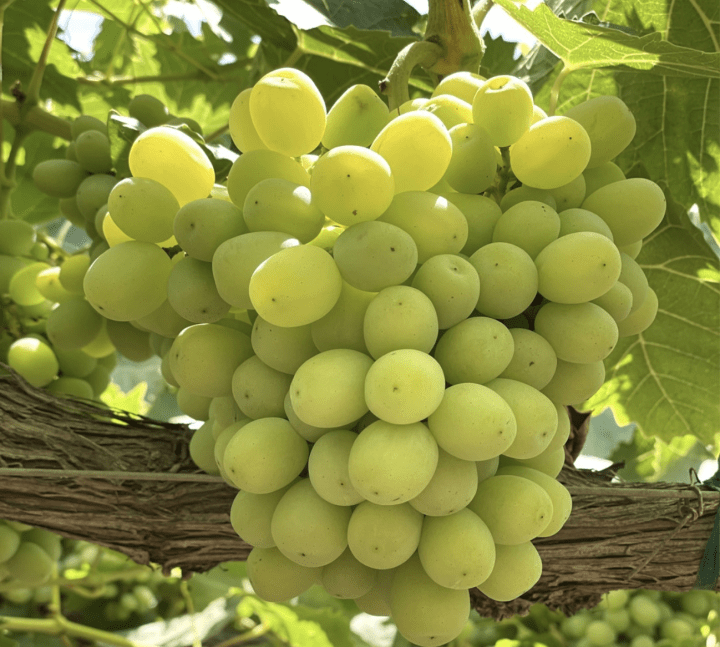 cotton candy grapes on vine closeup - photo via Grapery Instagram page