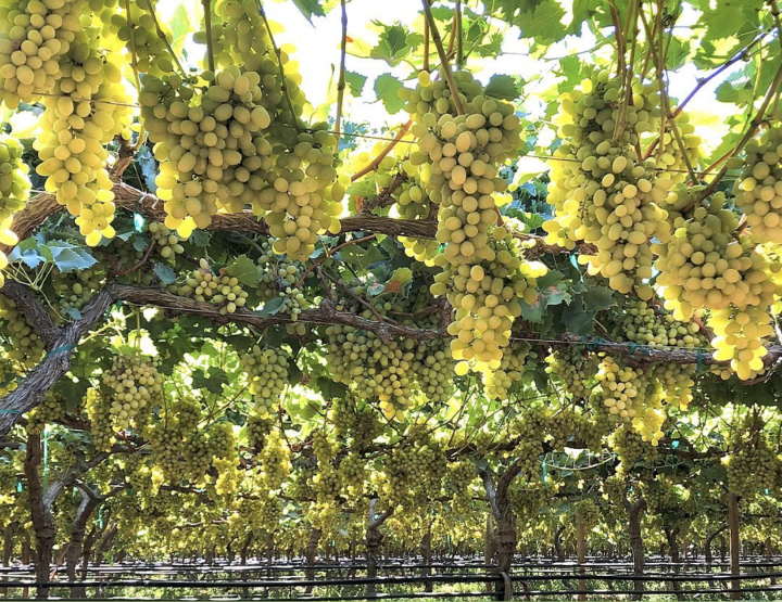 cotton candy grapes on vine - Photo via Grapery website