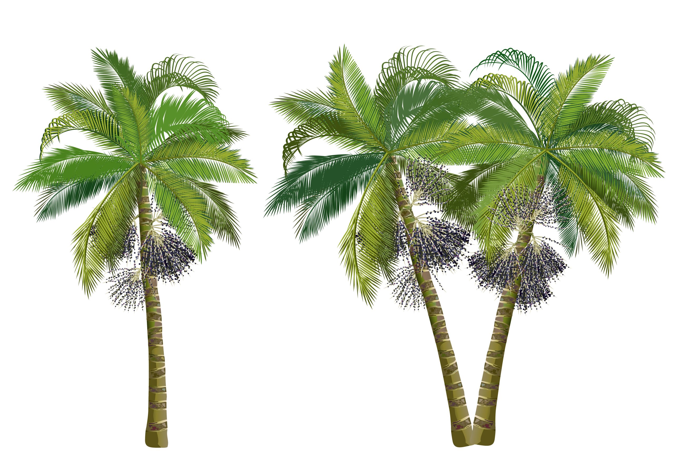 3 acai palm trees with berries